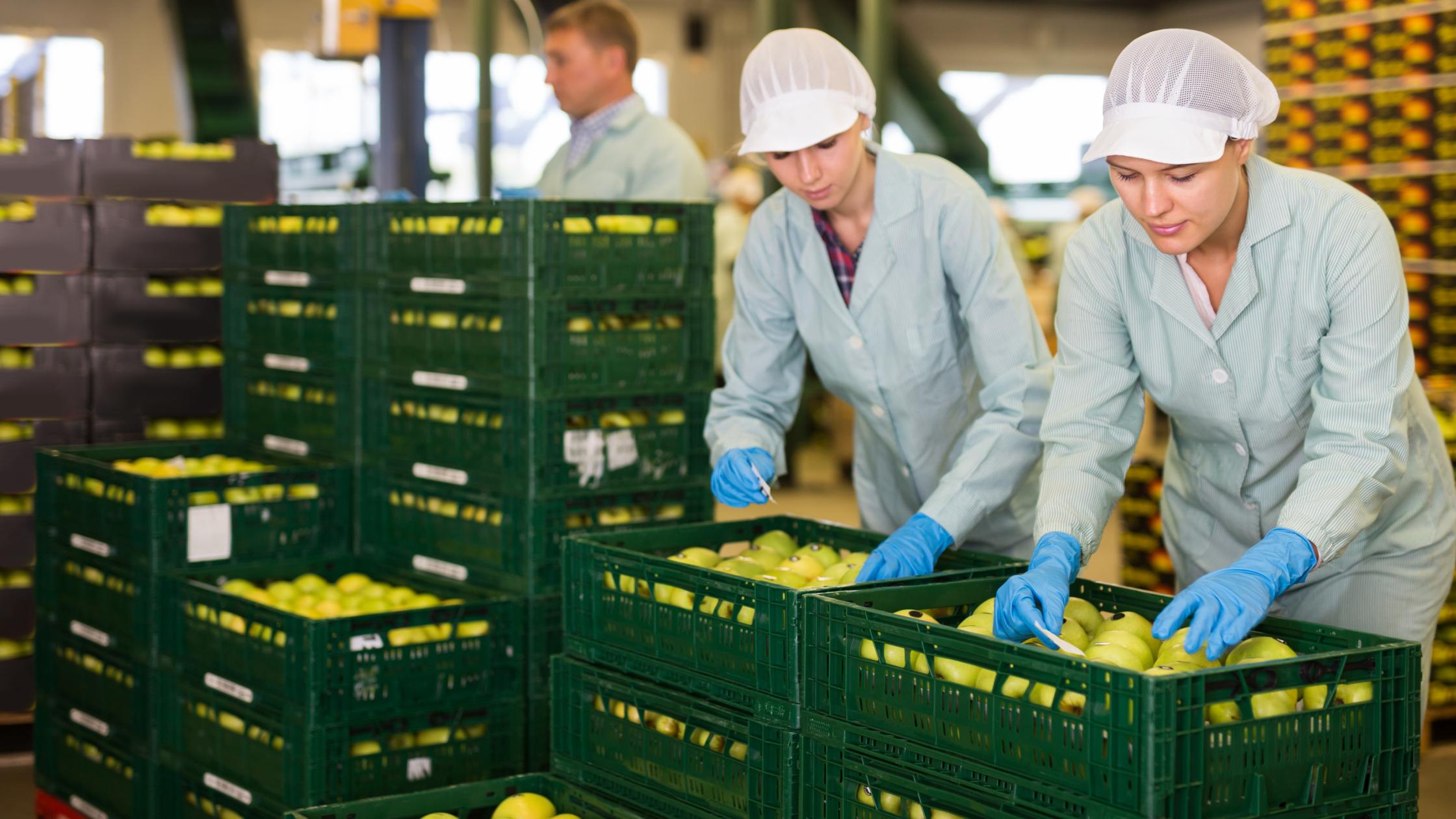Workers in uniform sticking labels on fresh apples at factory