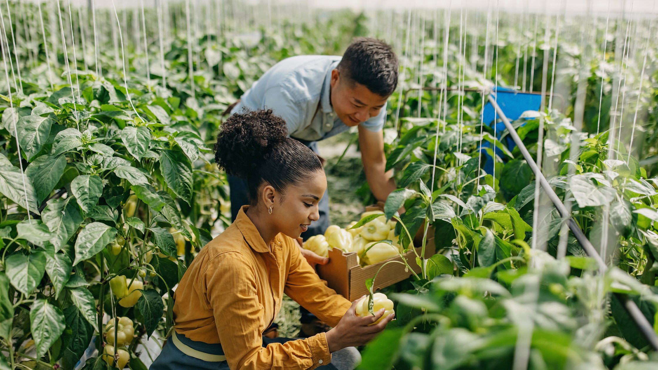 One woman and one man harvesting peppers in the greenhouse.