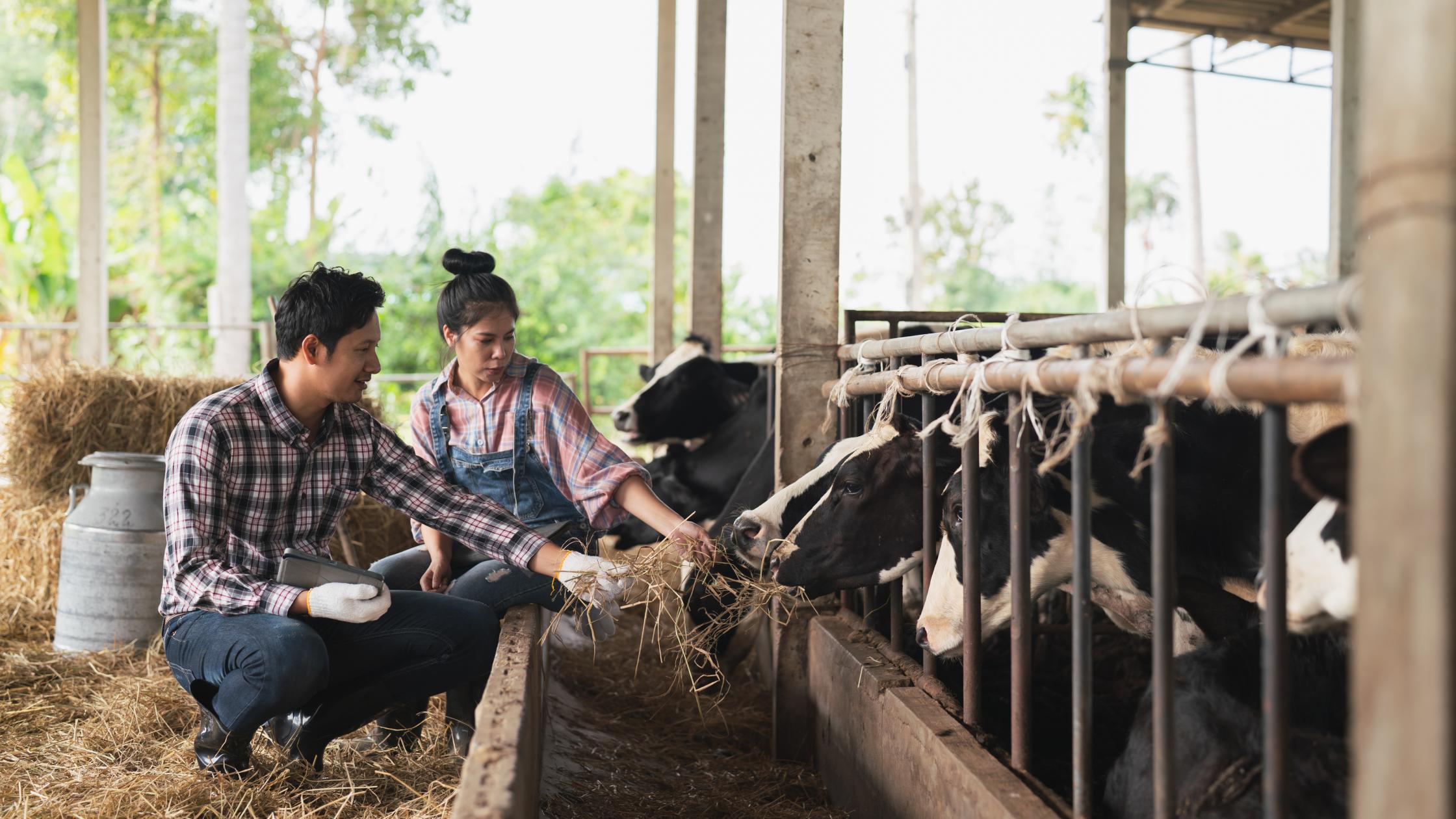 Two people raise cows on a ranch for dairy farming.