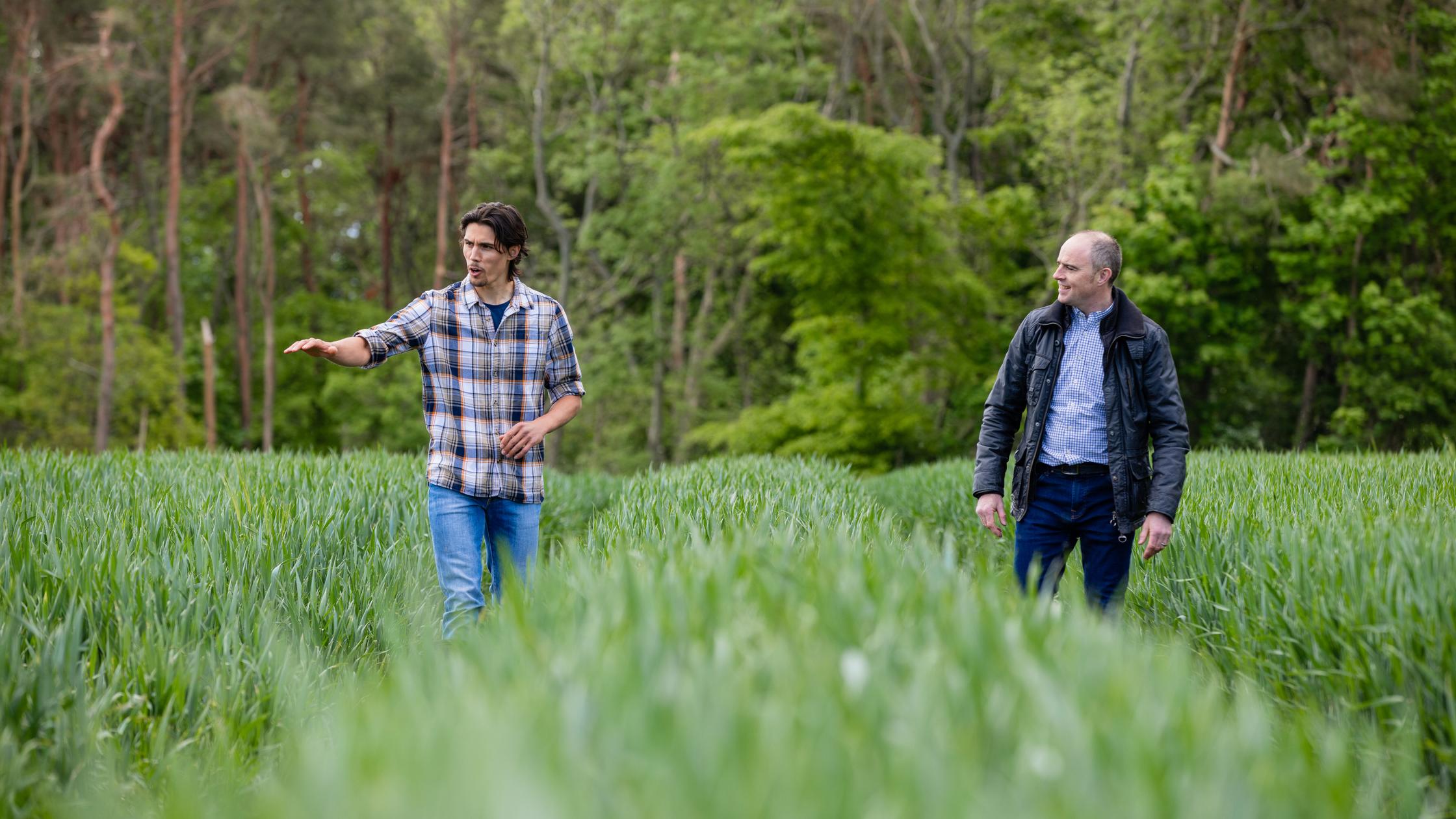 A farmer walking through tramlines in the wheat field on his sustainable farm in Embleton, North East England with a land agent. The farmer is explaining about the crop in the field and giving the agent more information about the land while they walk to aid his decisions when valuing and assessing the land.