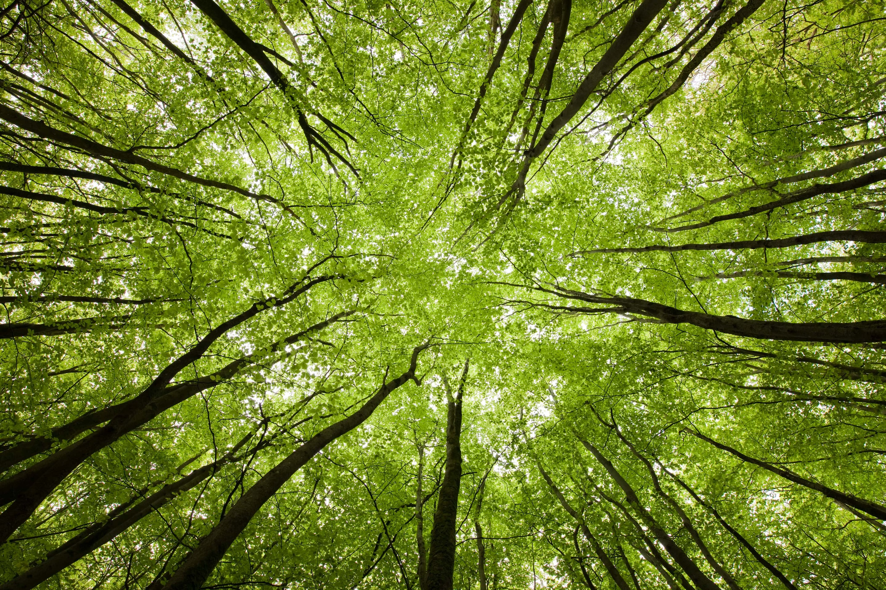 Upward viewpoint inside a forest, New Forest, Hampshire, England